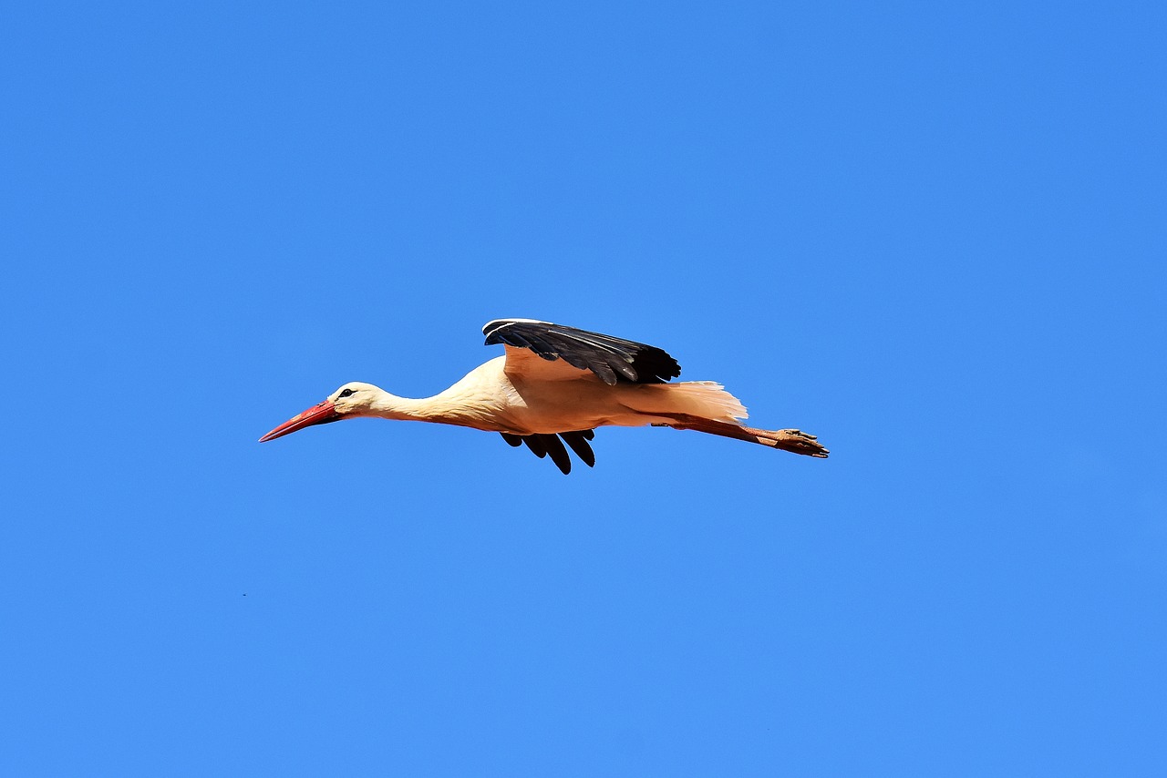 stork bird fly free photo