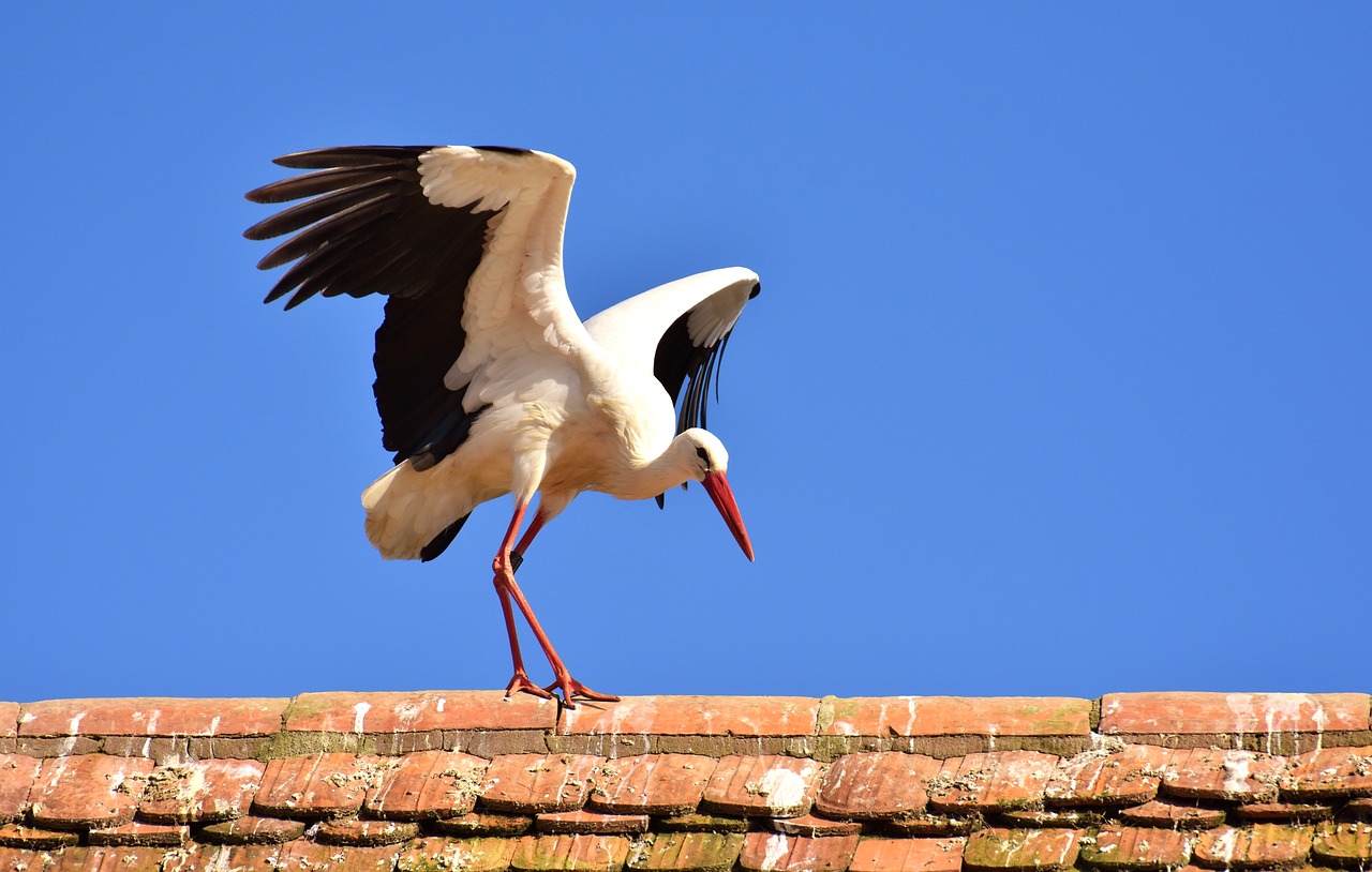 stork bird fly free photo