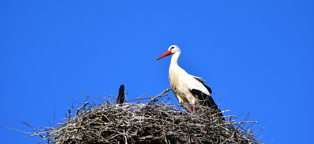 stork nest bird free photo