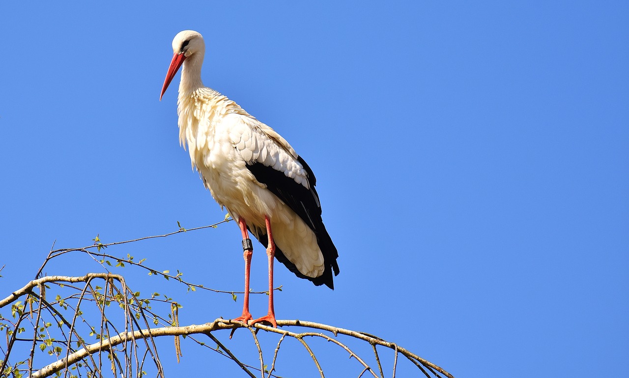 stork bird fly free photo