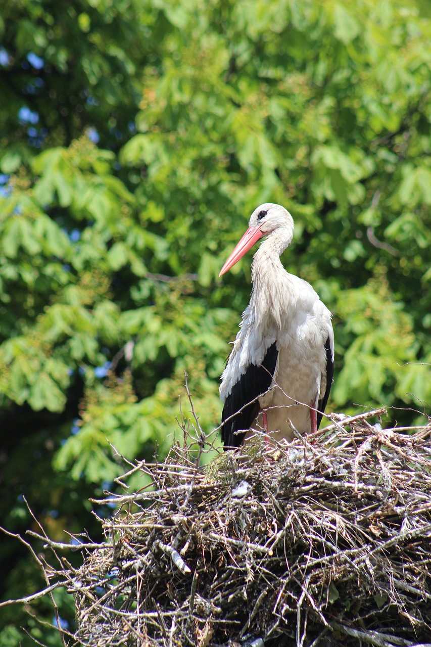 stork bird poland free photo