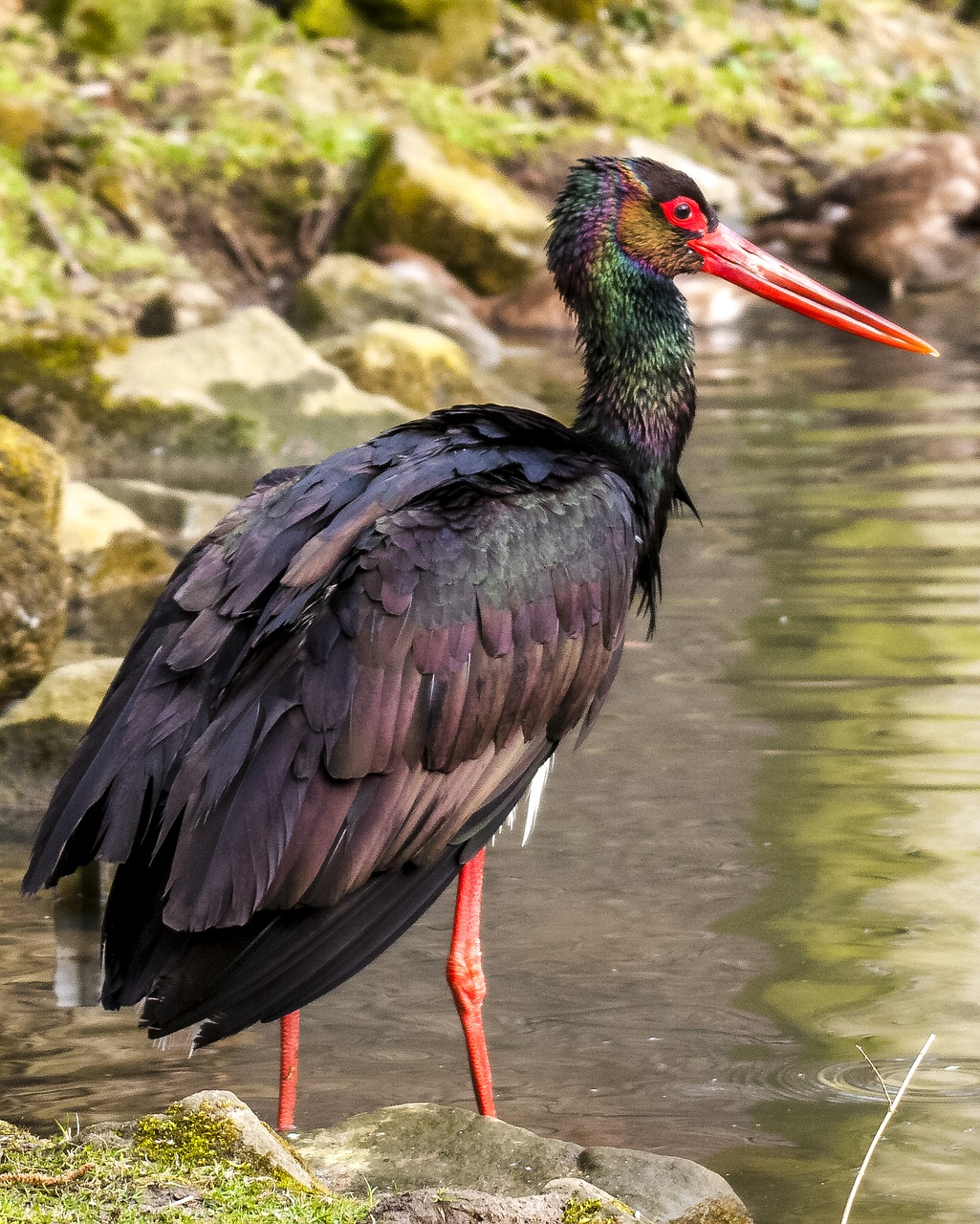 stork black stork bird free photo