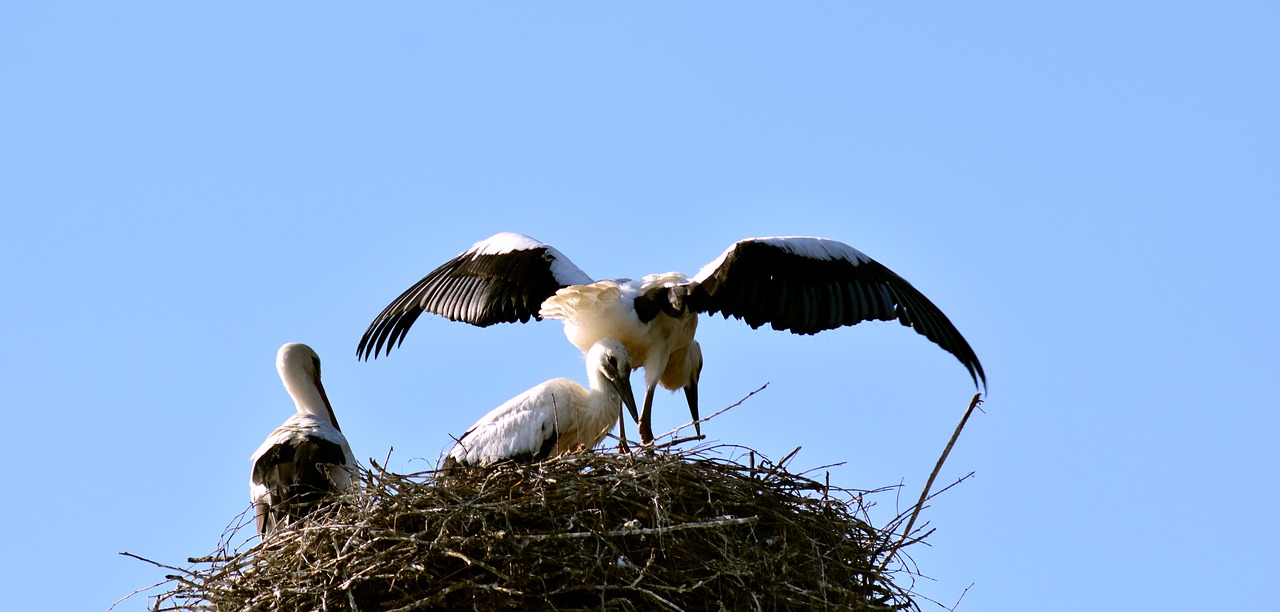stork stork family young free photo