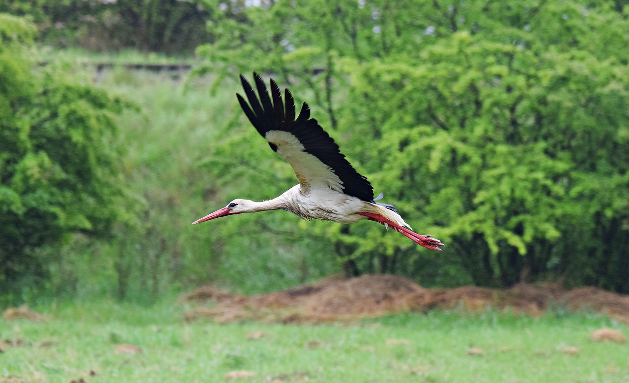 stork flight bird free photo