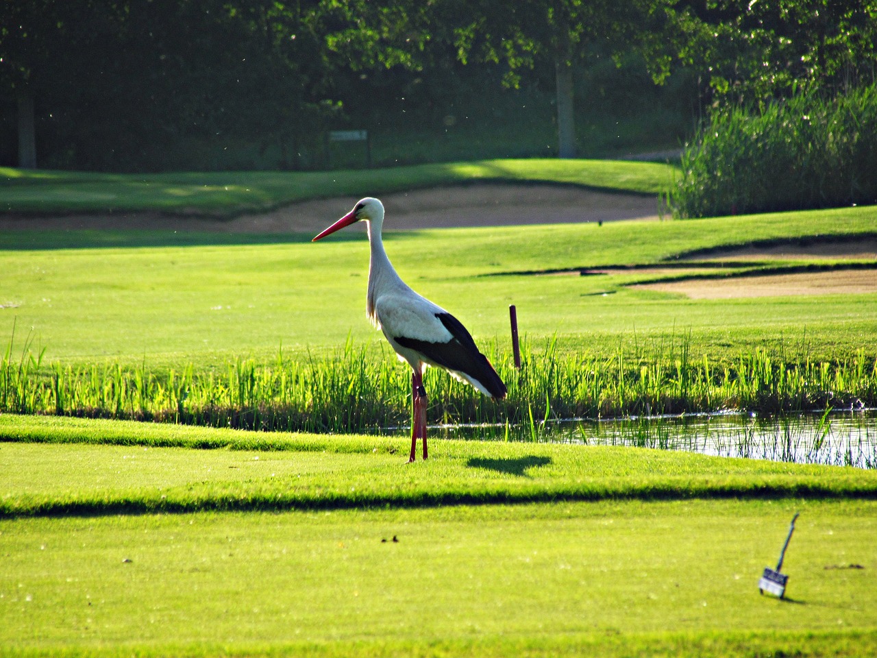 stork green bird free photo