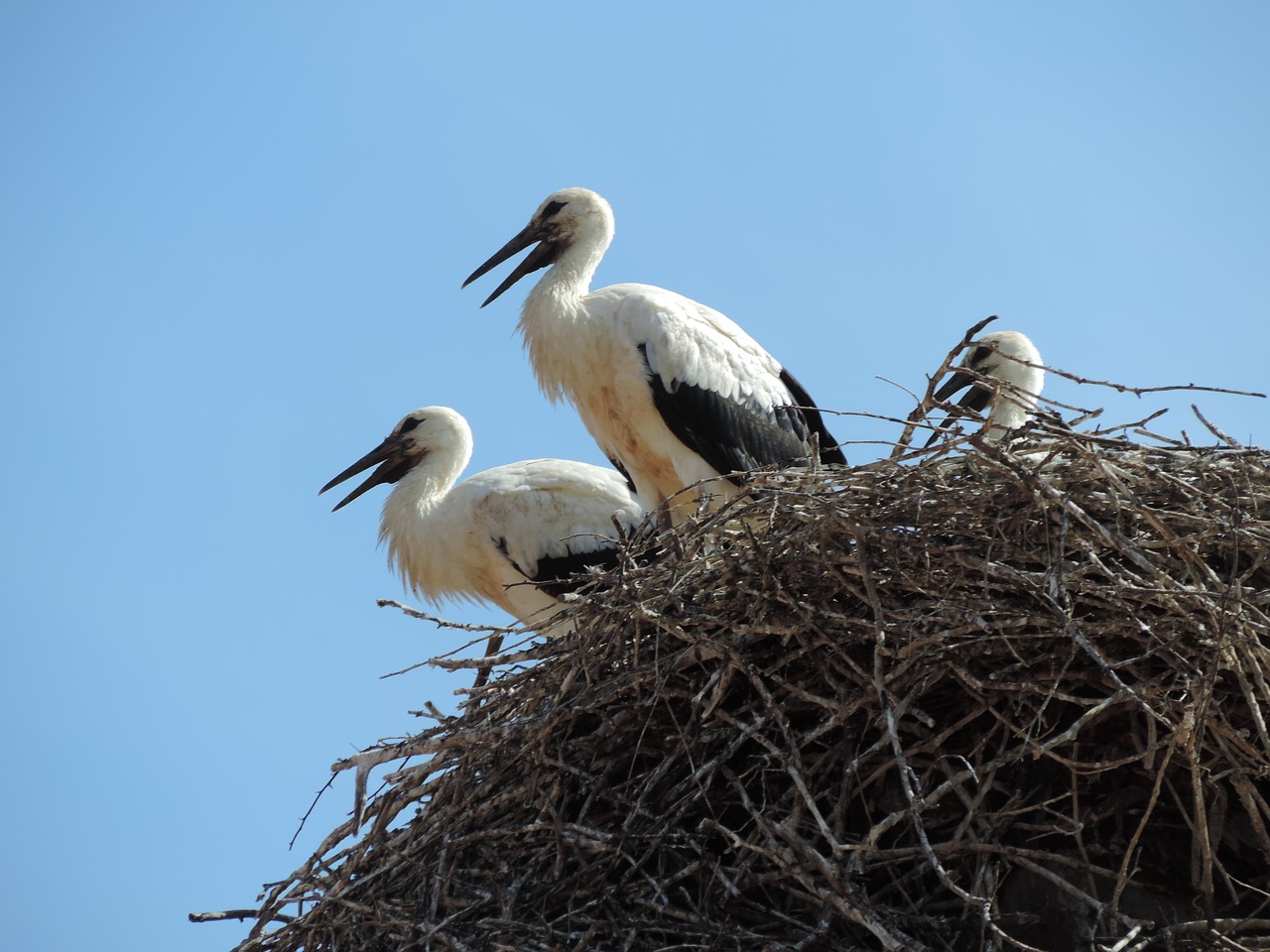 stork bird white free photo