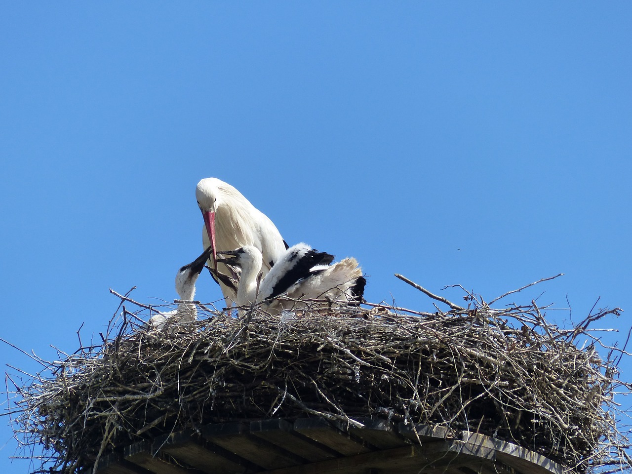 stork nest stork couple free photo