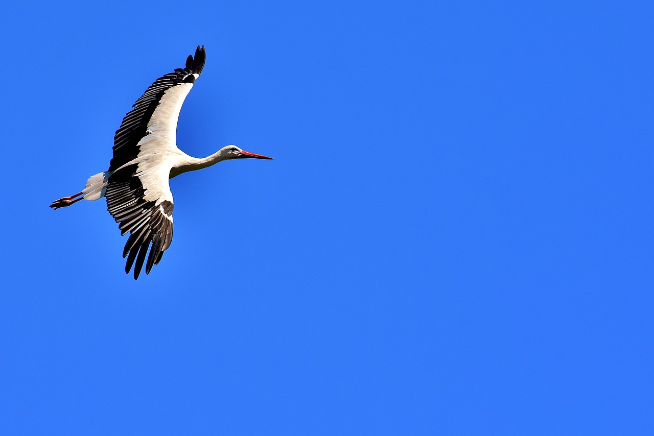 stork fly wing free photo
