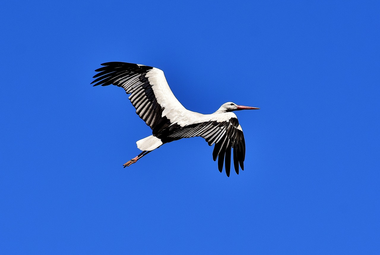stork fly wing free photo