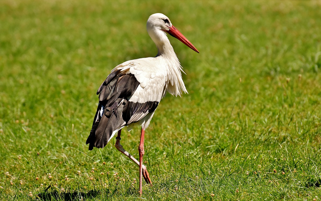 stork wing birds free photo