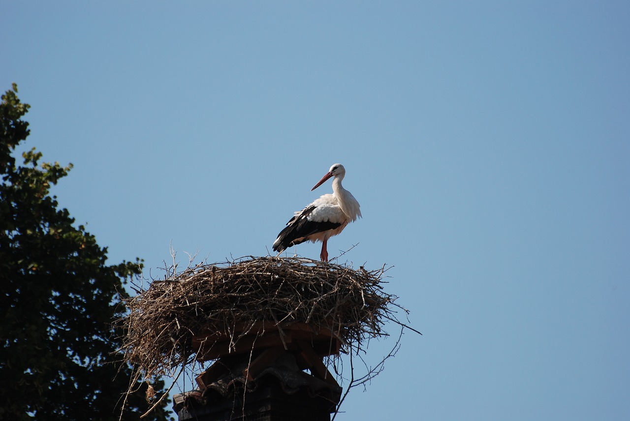 stork sky nest free photo