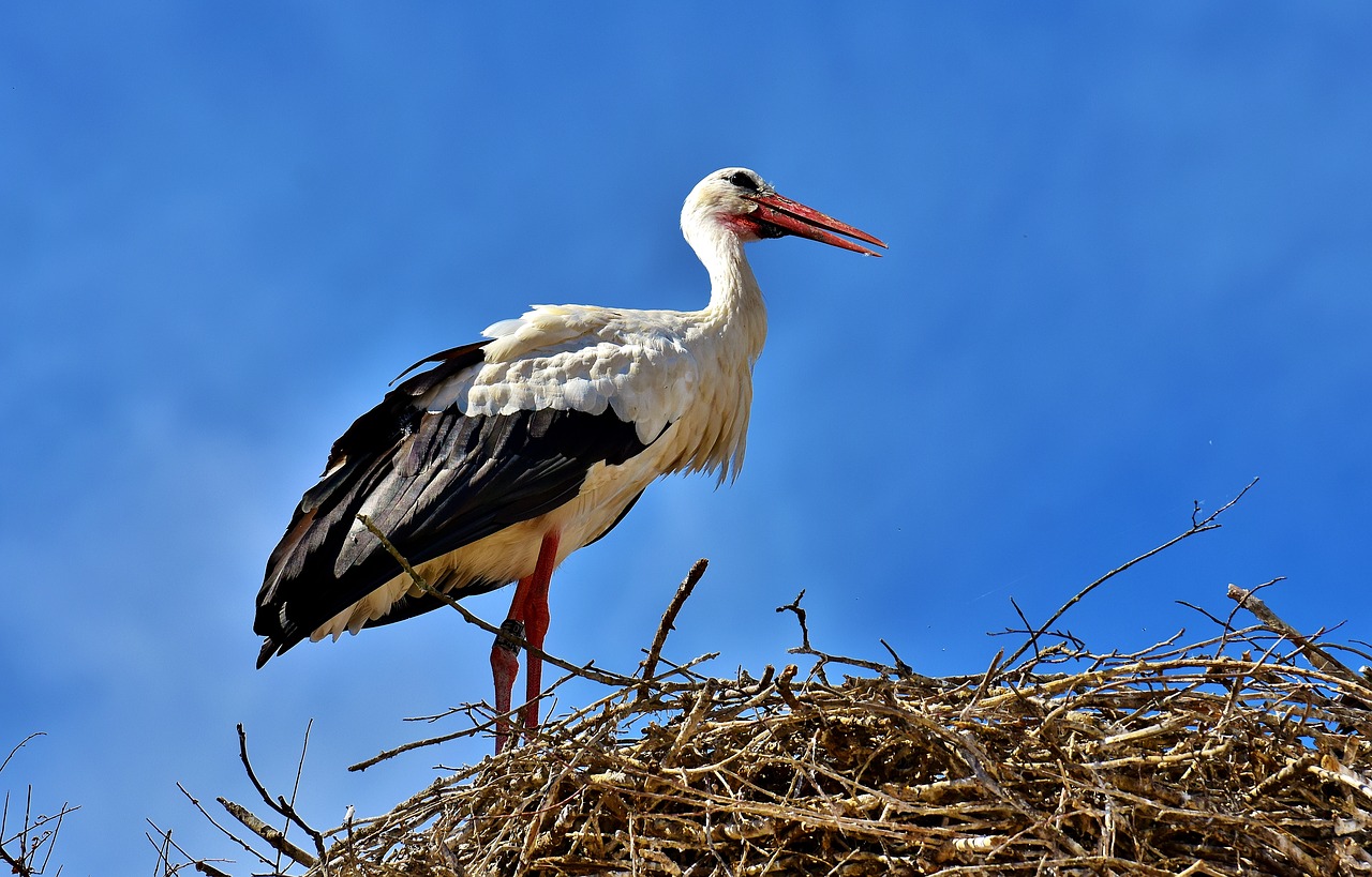 stork bird fly free photo