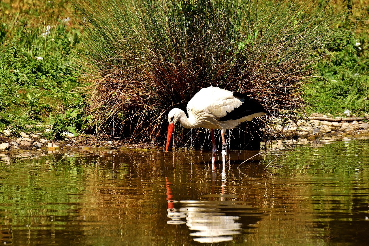 stork bird fly free photo