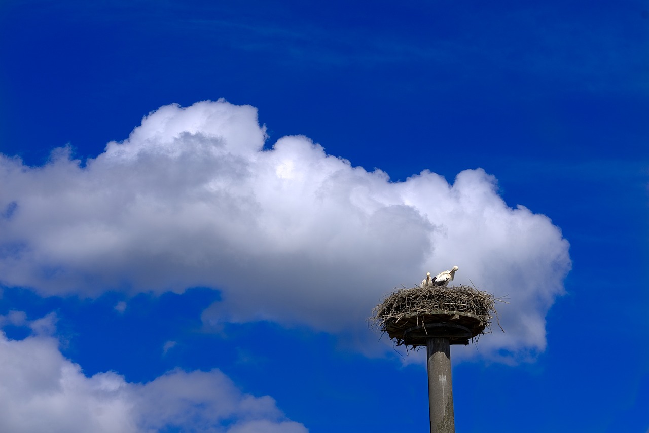 stork storchennest bird free photo