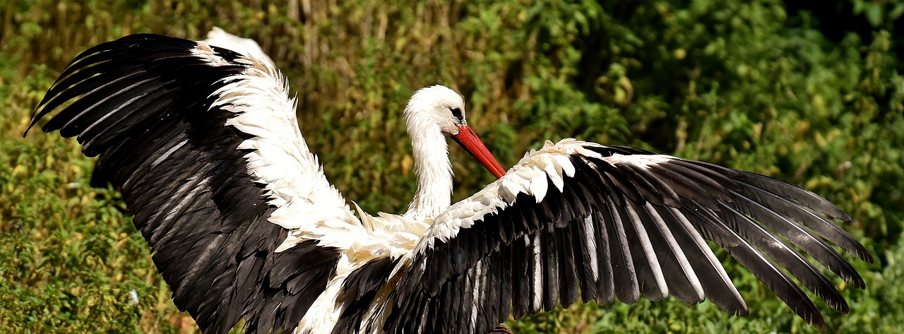 stork fly bird free photo