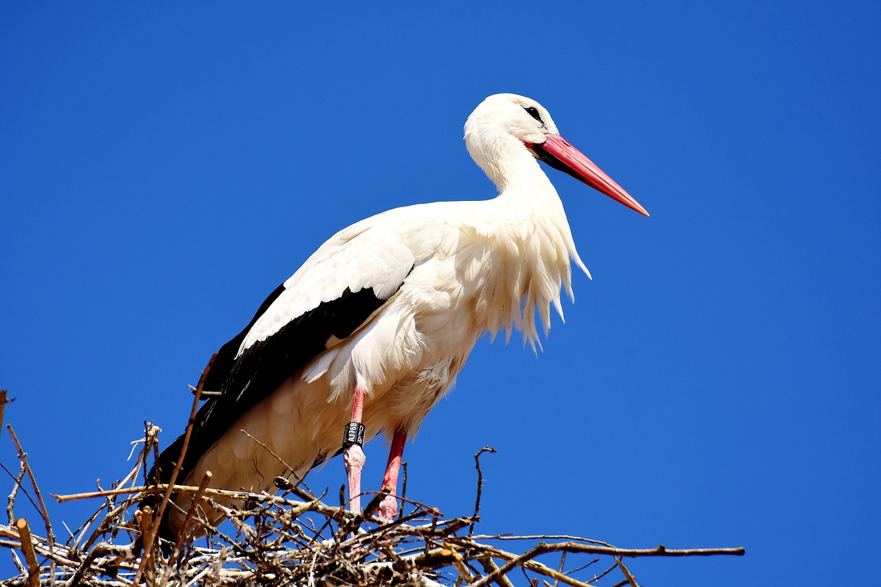 stork fly bird free photo
