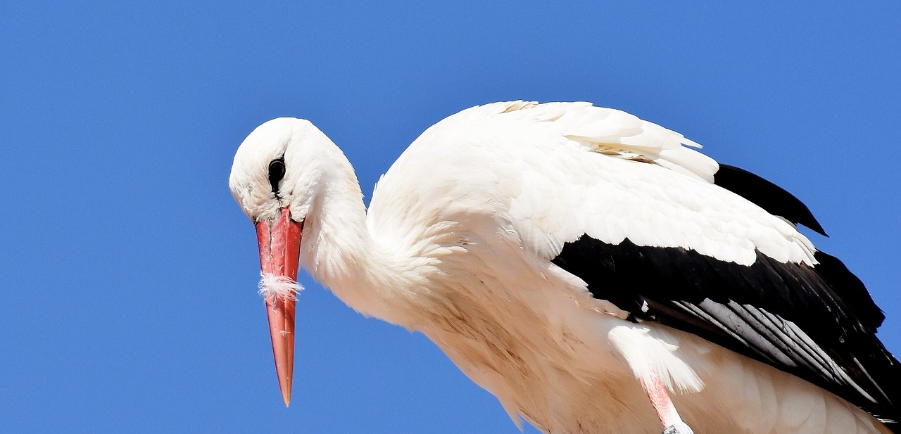 stork fly bird free photo