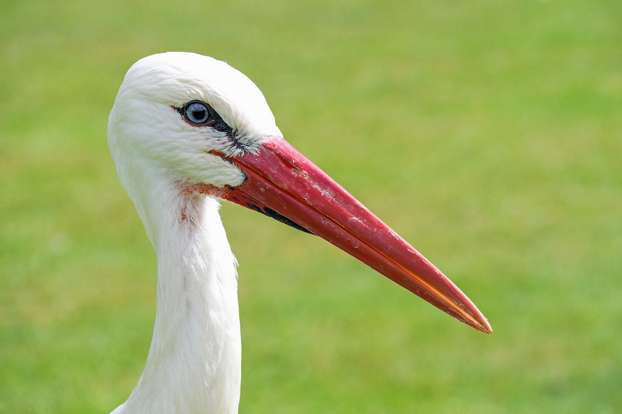 stork close up bird free photo