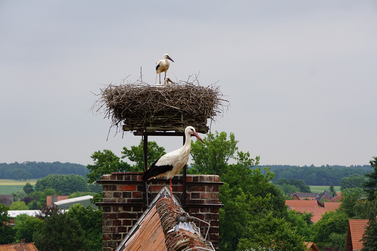 stork young storks plumage free photo