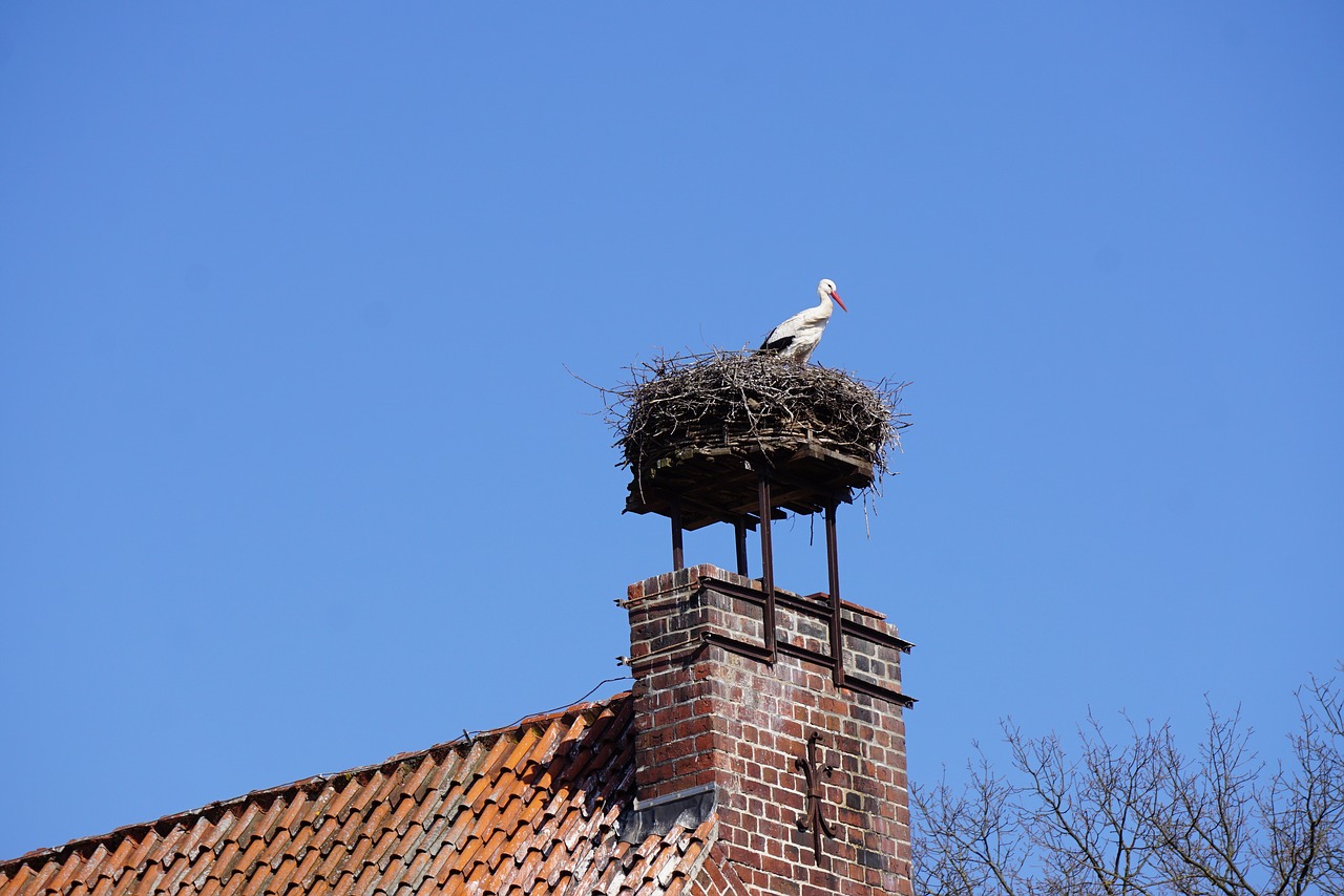 stork nest bird free photo