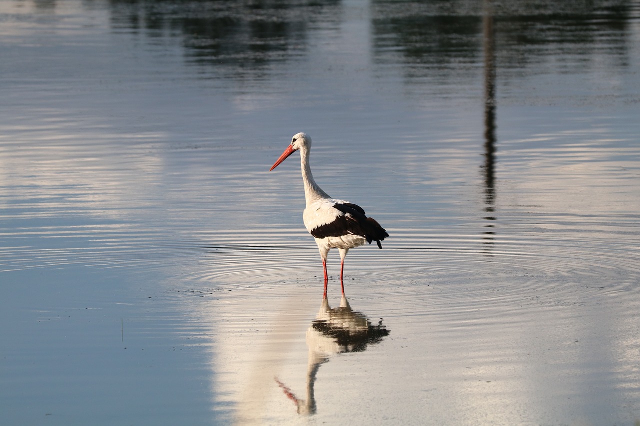 stork bird nature free photo