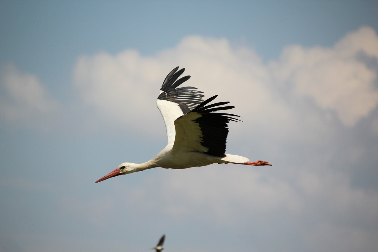 stork bird white stork free photo