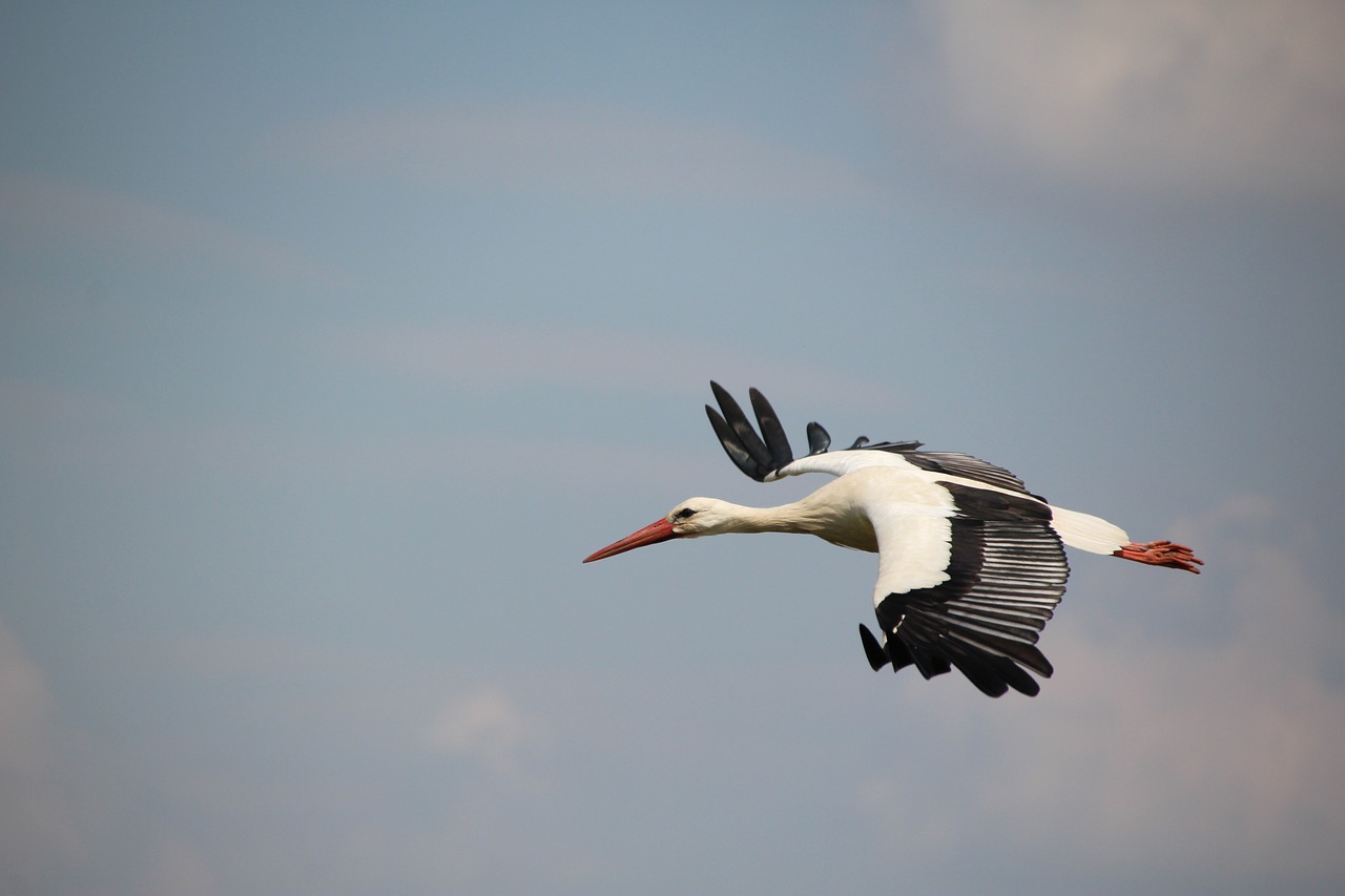 stork bird white stork free photo