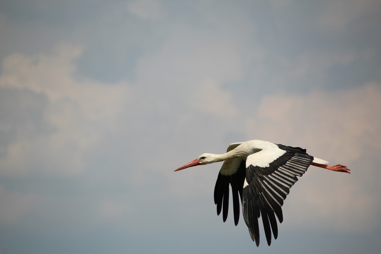 stork bird white stork free photo