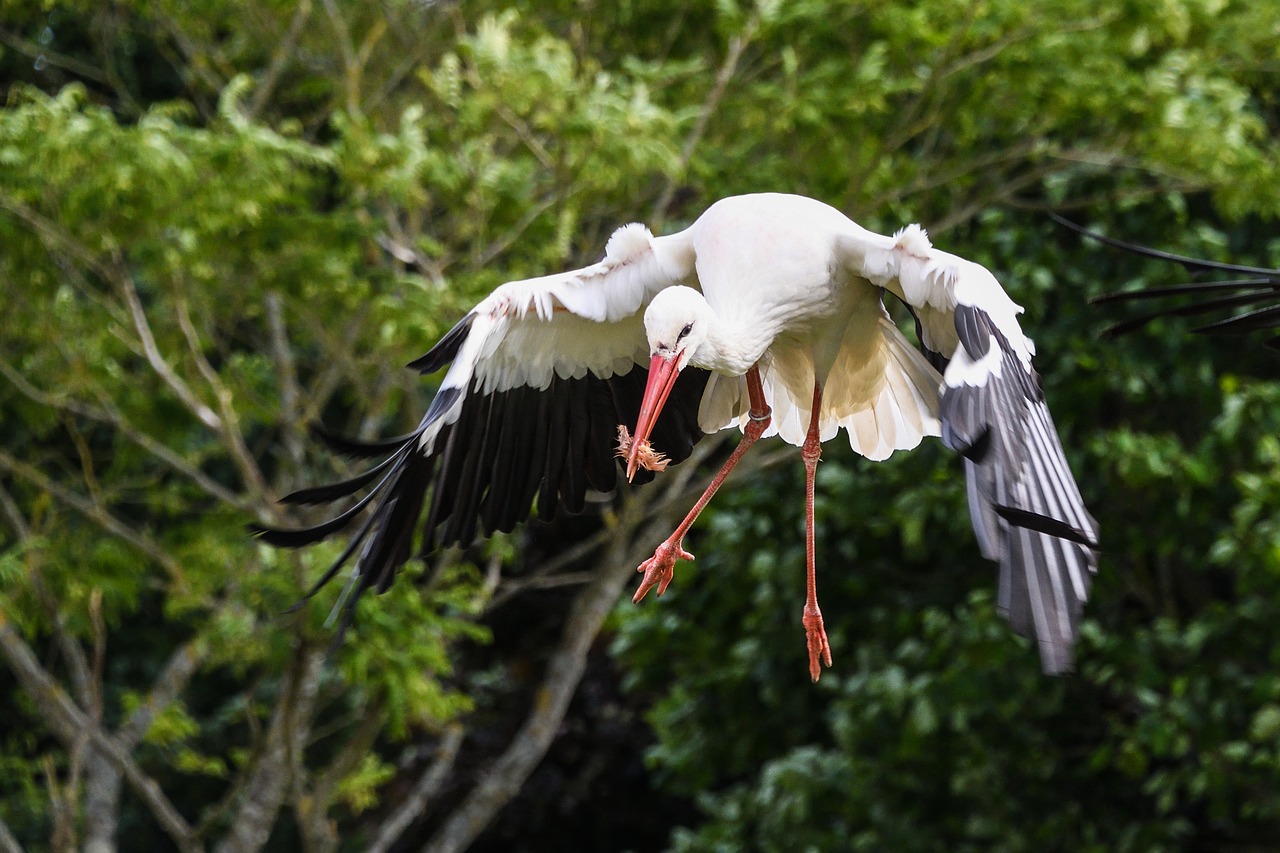 stork fly eat free photo