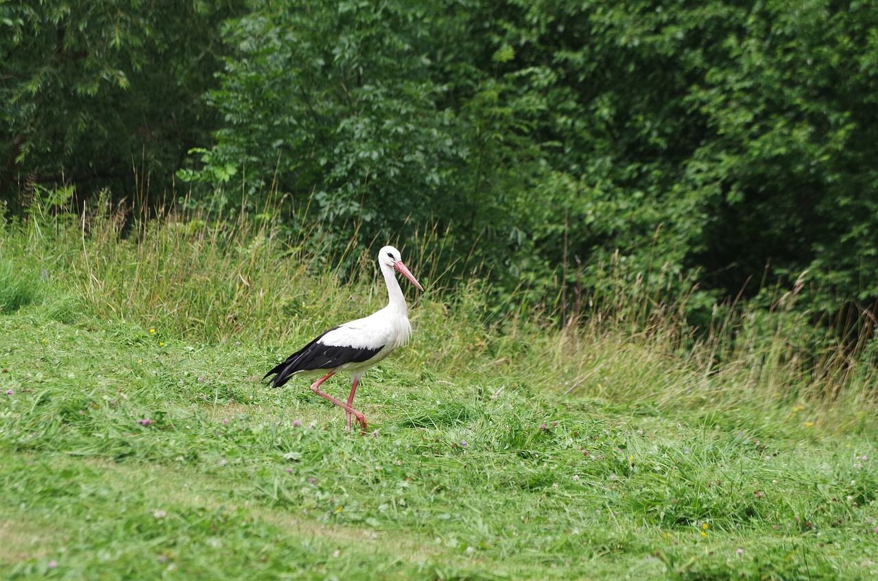 stork bird spring free photo