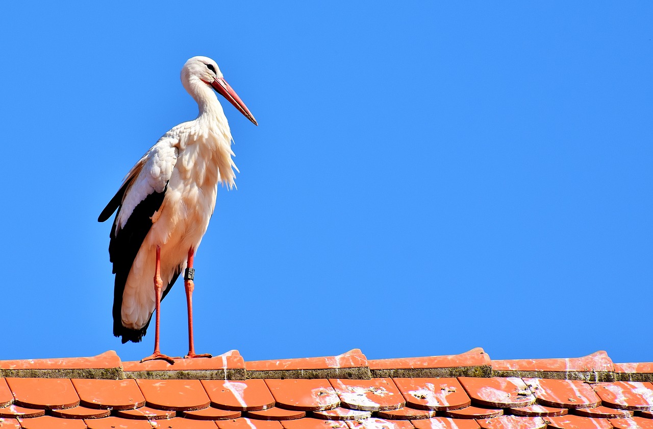 stork bird fly free photo
