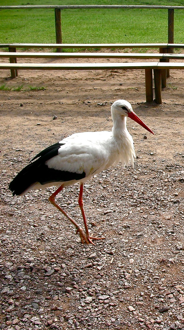 stork bird animal free photo