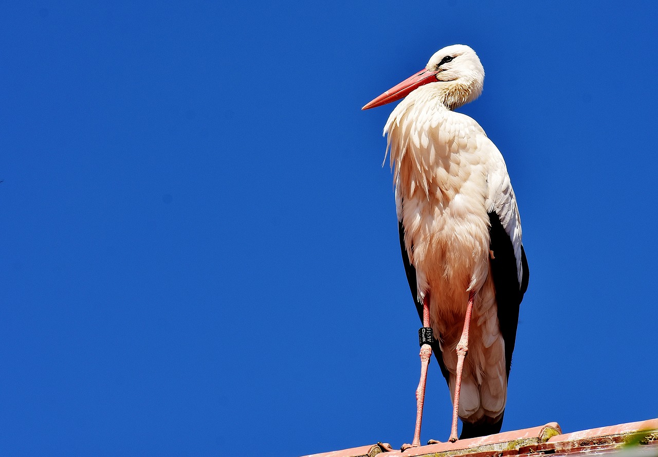 stork bird fly free photo
