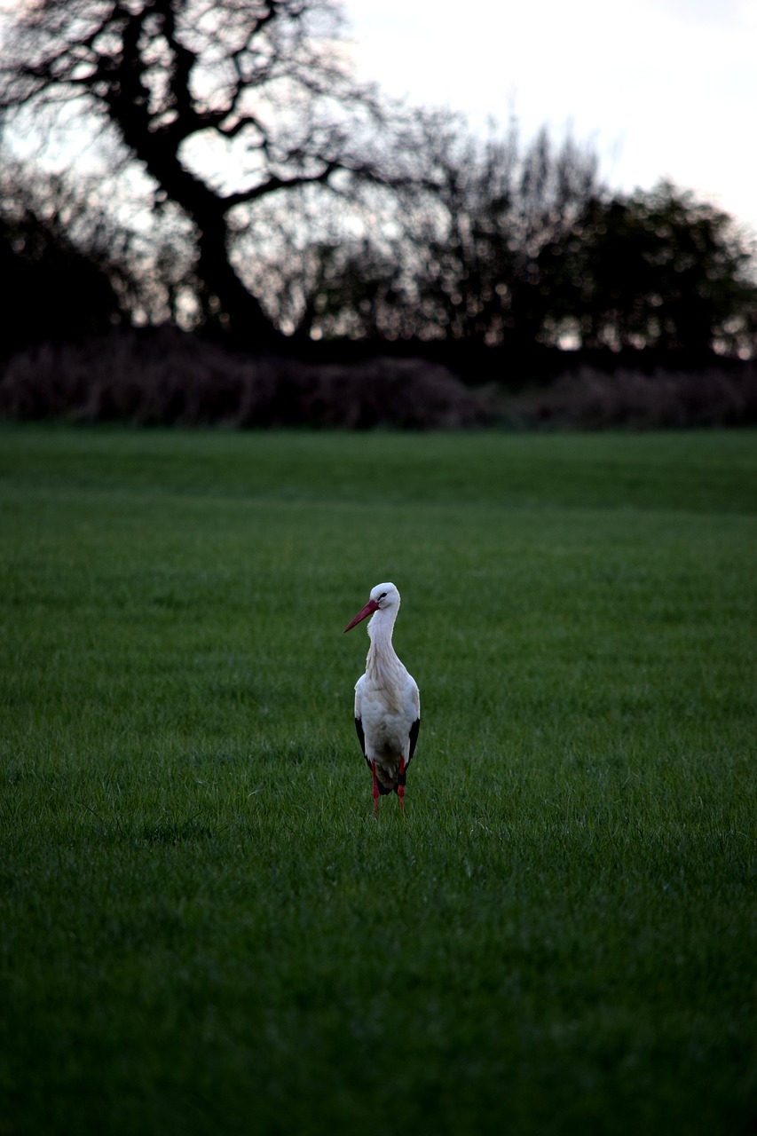 stork field bird free photo