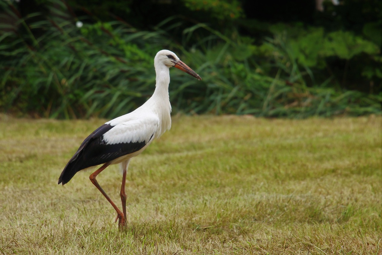 stork eindhoven gijzenrooi free photo