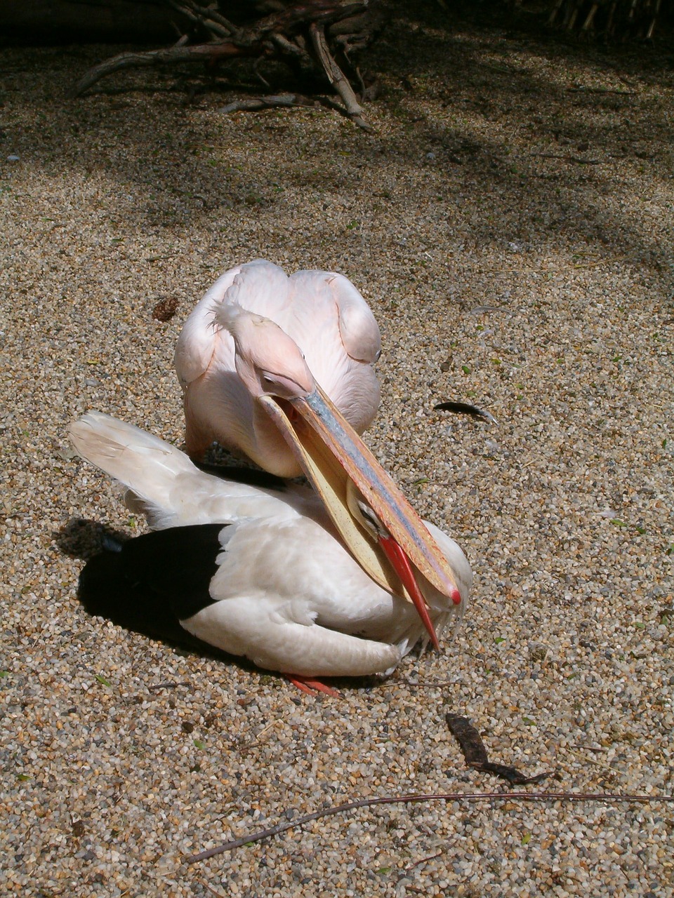 stork k k heron sweet baby free photo