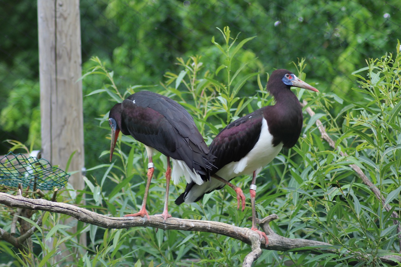 stork stork's nest stork on the nest free photo