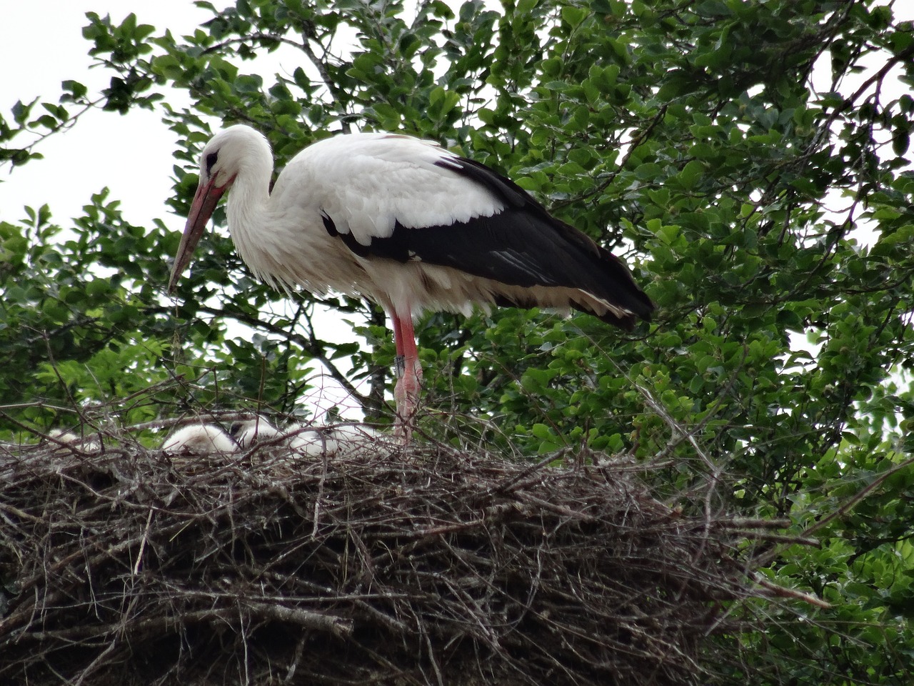 stork bird nest free photo