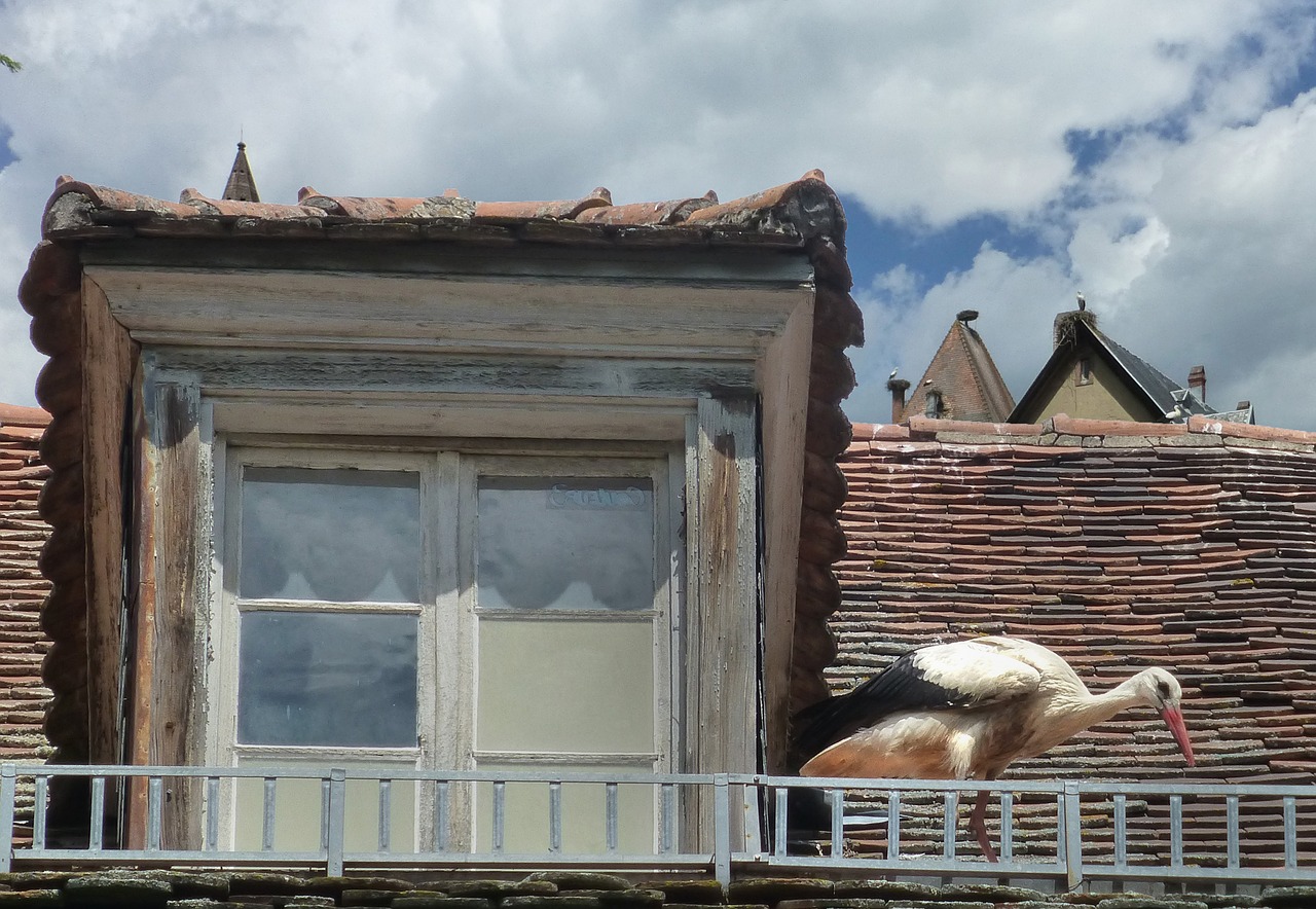 stork house roof stork nests free photo