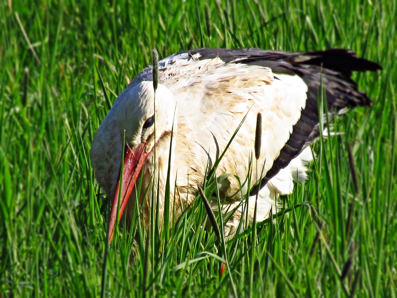 stork hiding grass free photo