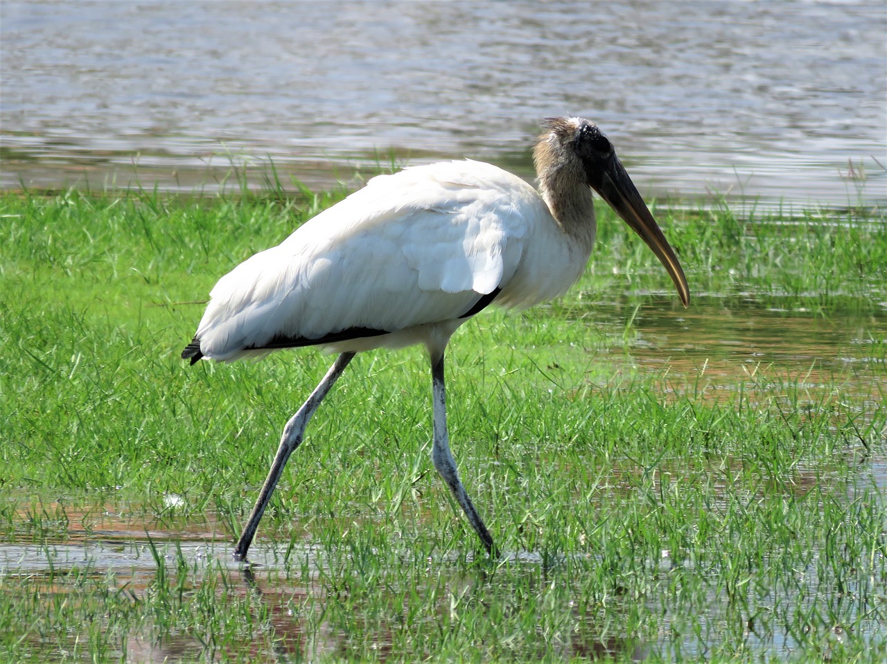 stork walking bird birding free photo