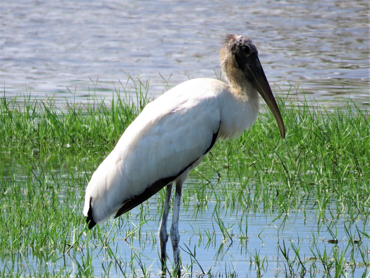 stork swamp bird birding free photo