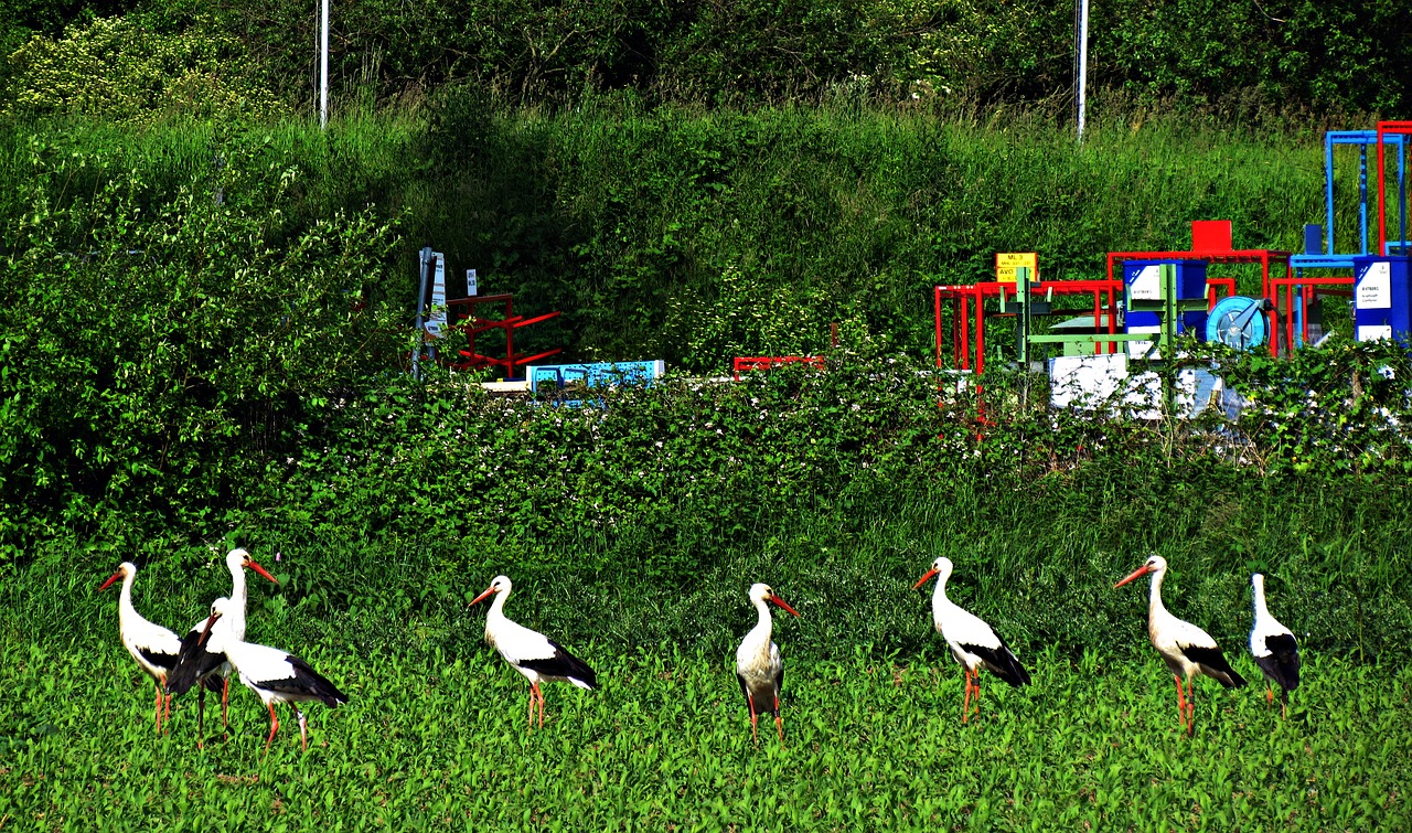 stork field meadow free photo