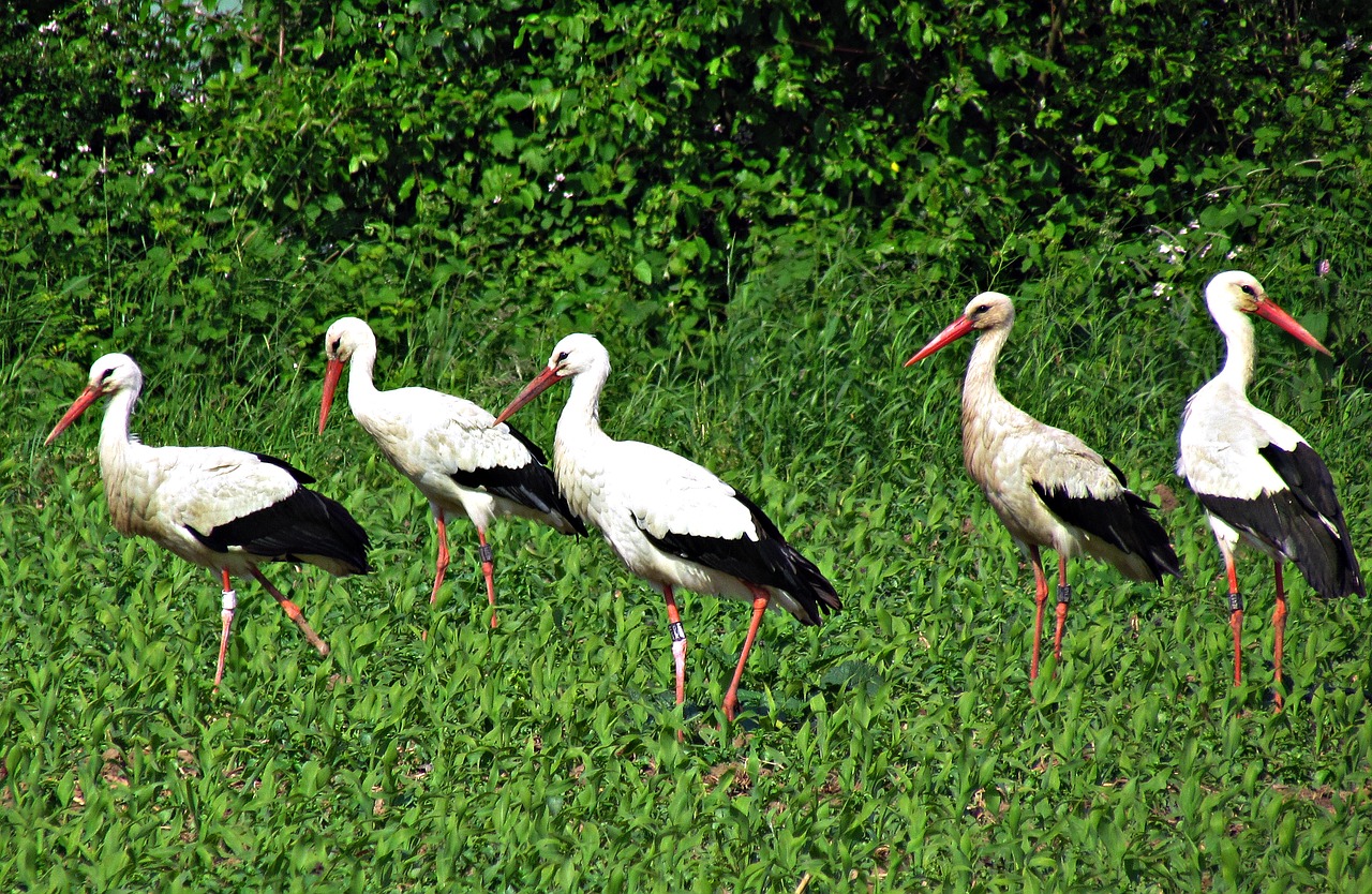 stork field meadow free photo