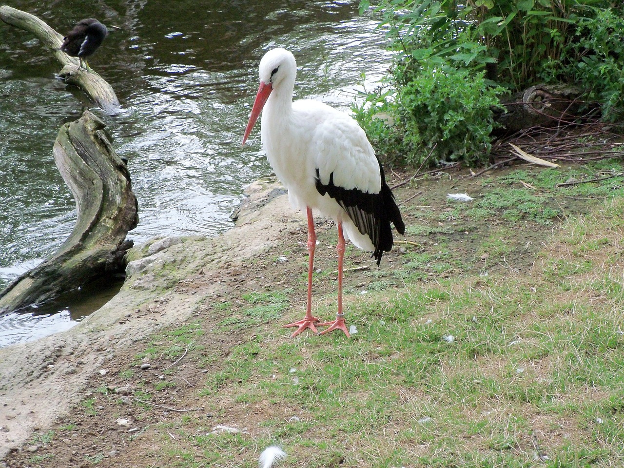 stork animals nature free photo