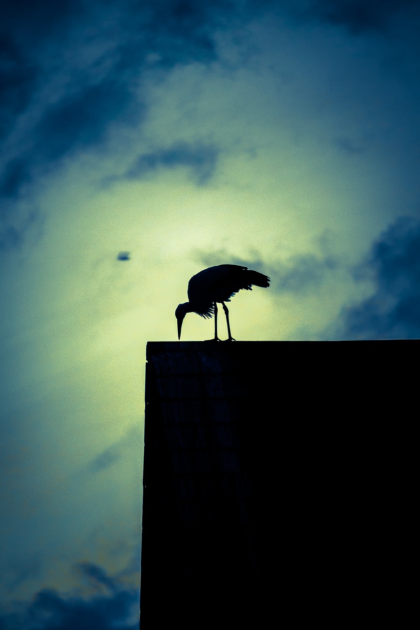 stork twilight romantic free photo