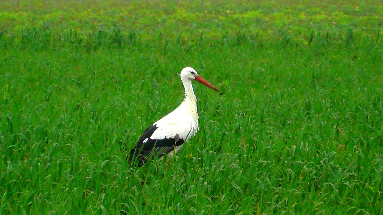 stork animals bird free photo