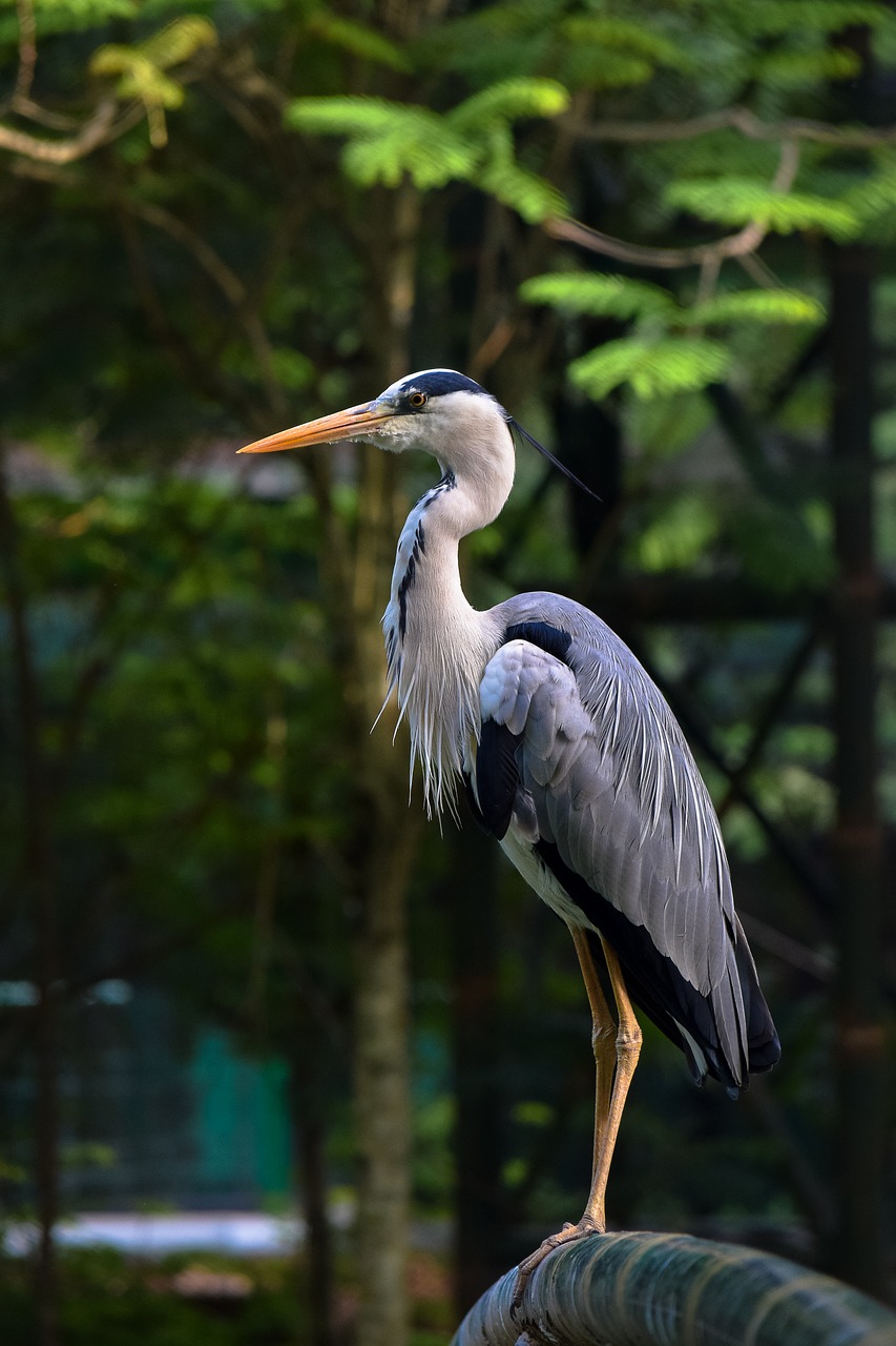 stork bird wildlife free photo