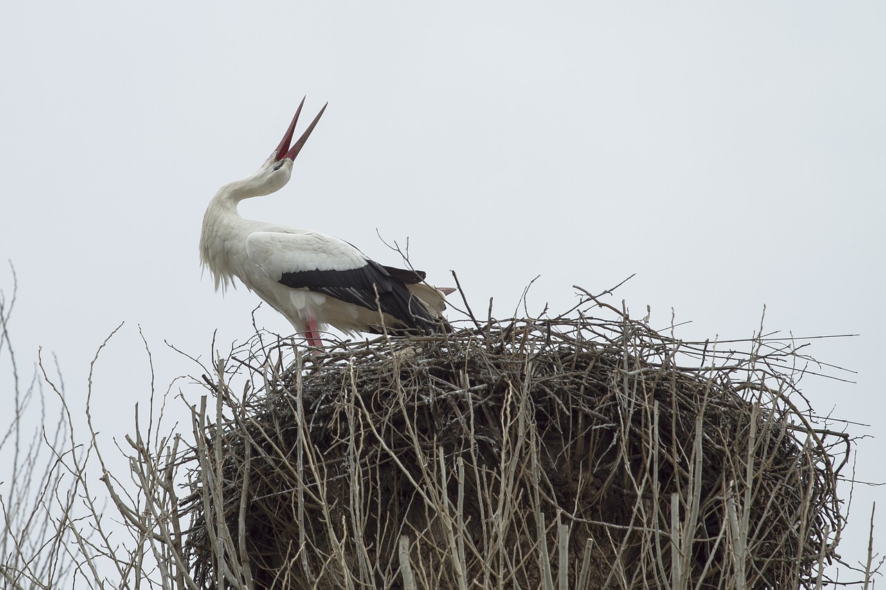 stork rattle stork bird free photo