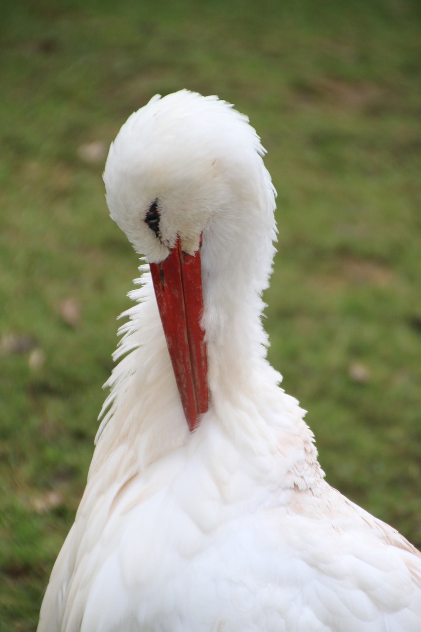 stork feather bird free photo